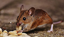 24 Hour & Emergency Exterminators in Coopersville, KY